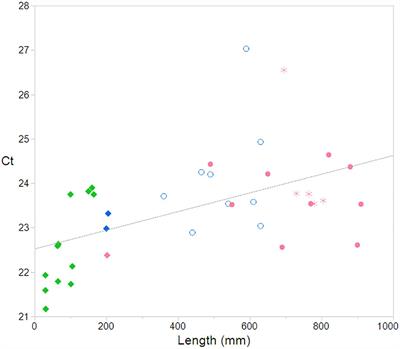 An Exploratory Study of Telomere Length in the Deep-Sea Shark, Etmopterus granulosus